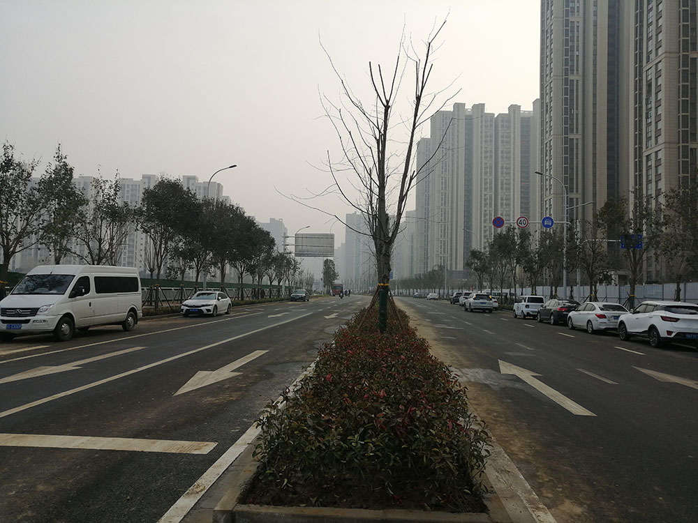 特事特辦、創(chuàng)造速度奇跡 --洛達路（中原路-穎河路）綠化工程完工